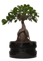 bonsai 0004